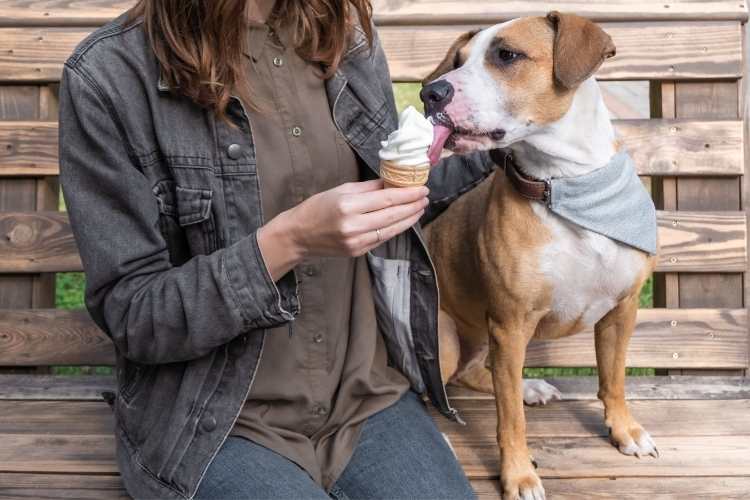 Spoil Your Dog Day
