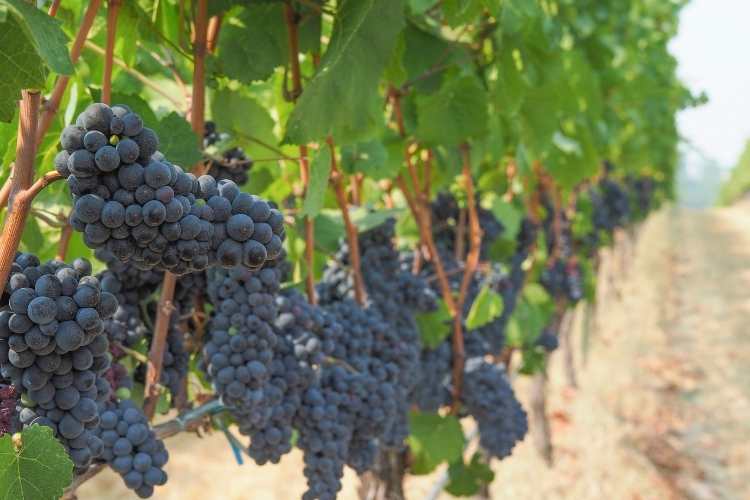 Pinot Noir Day