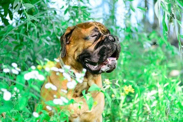 Holistic Pet Day
