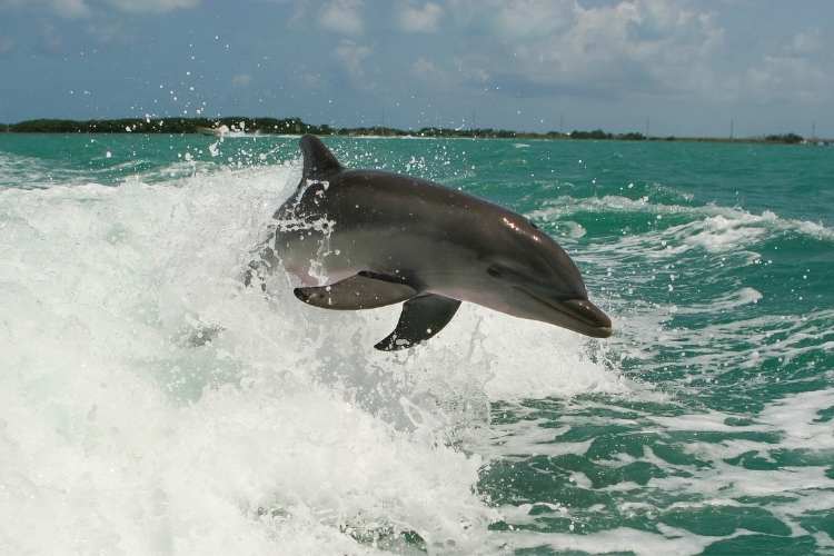 Japan Dolphins Day