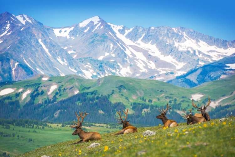 America Wildlife Day
