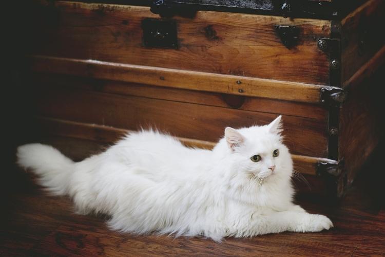 White Cat Day