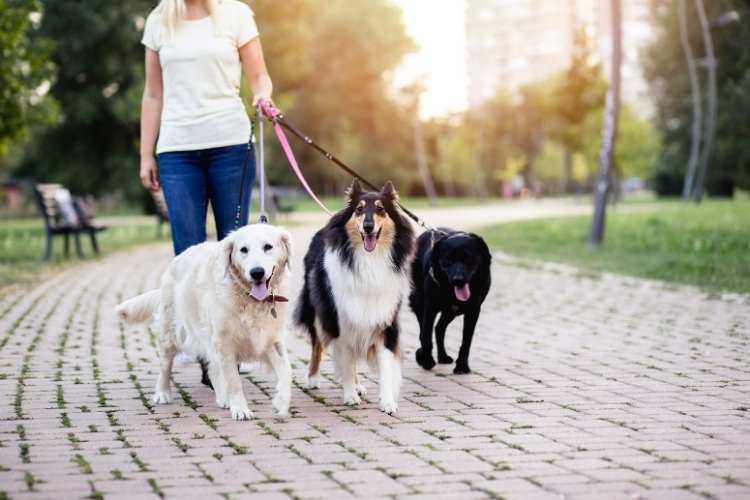 Dog Walker Appreciation Day