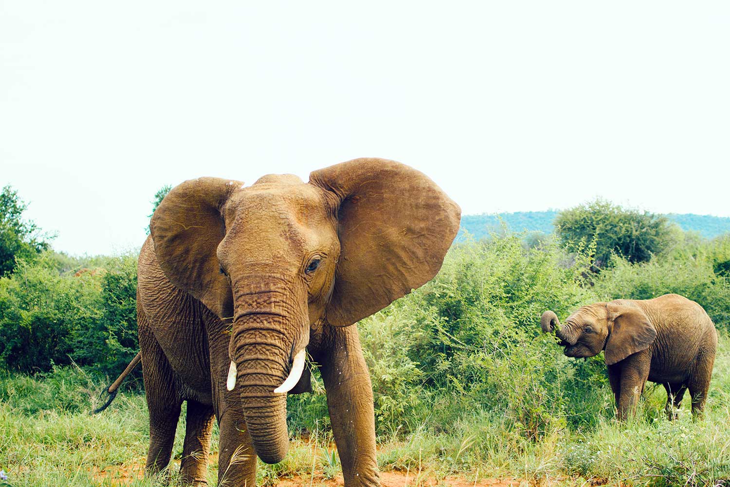 Elephant Appreciation Day