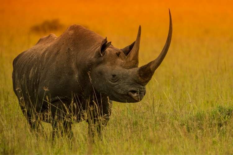 Rhino Day