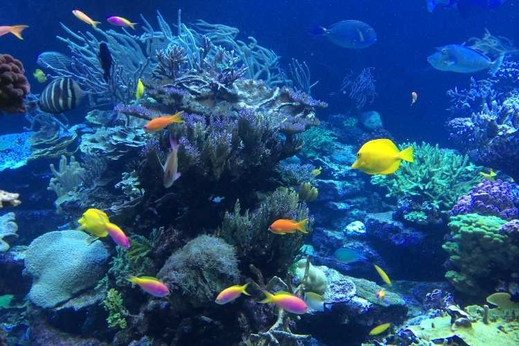 Fish Amnesty Day