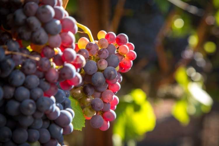 Grenache Day