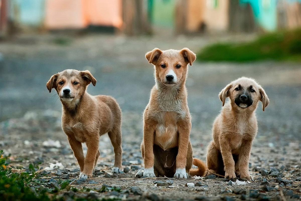 Responsible Dog Ownership Day