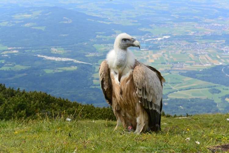 Vulture Awareness Day