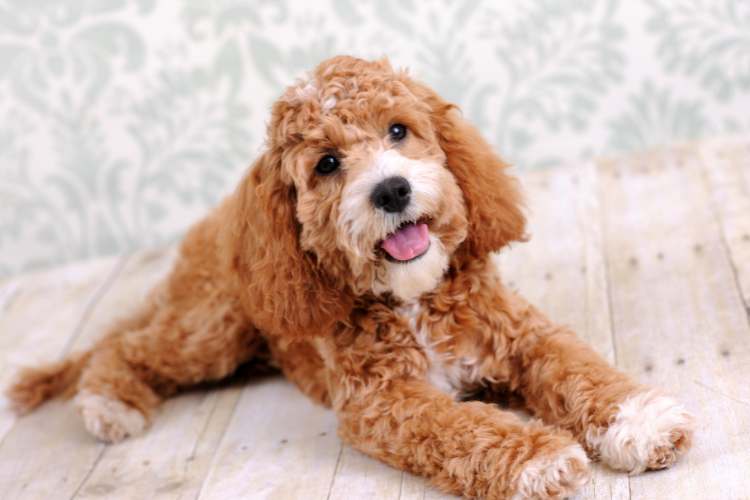 Spoodle Dog Day