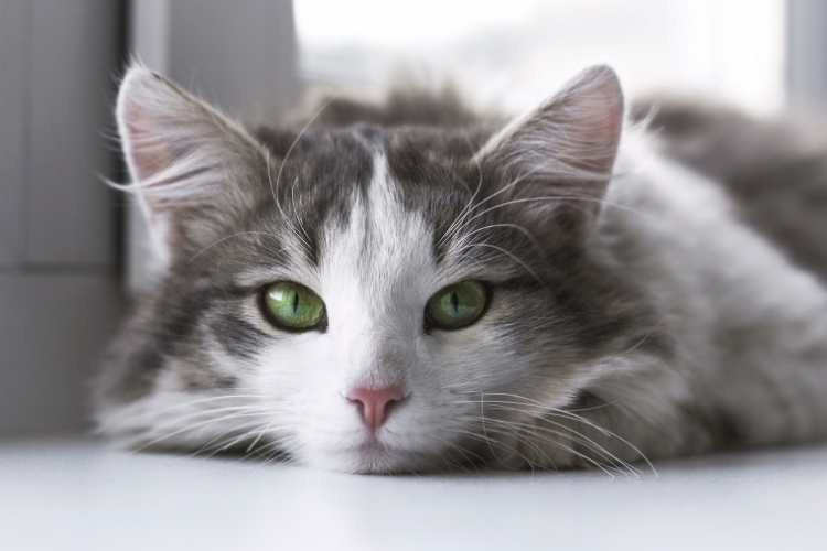 Global Cat Day