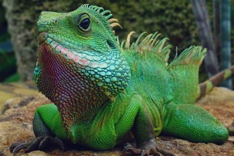 Reptile Day
