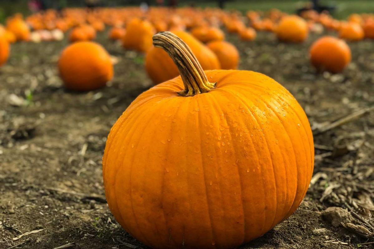 Pumpkin Day