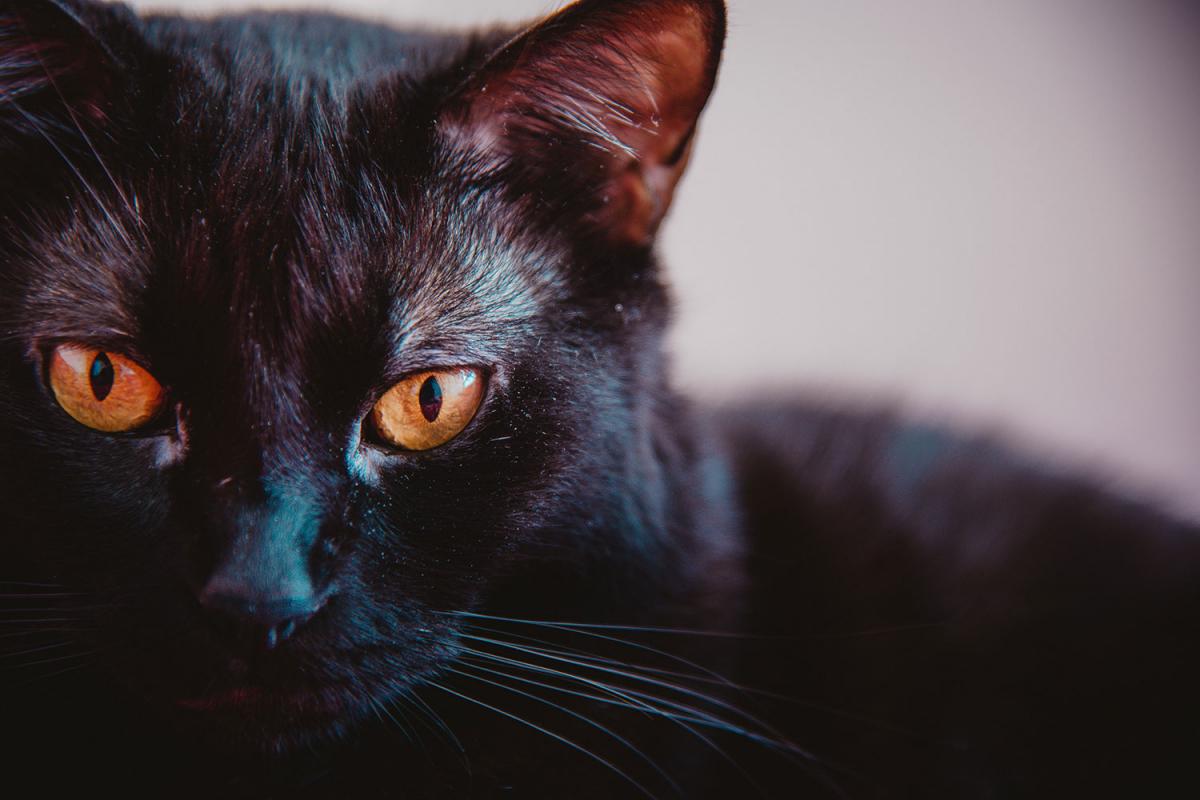 Black Cat Day