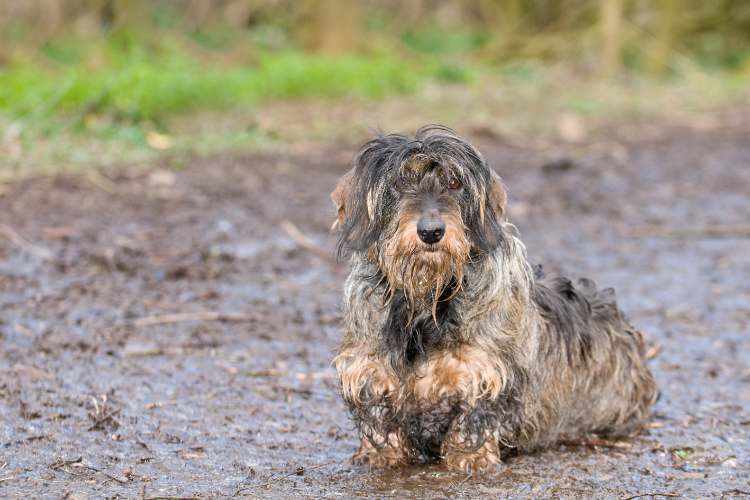 Muddy Dog Day