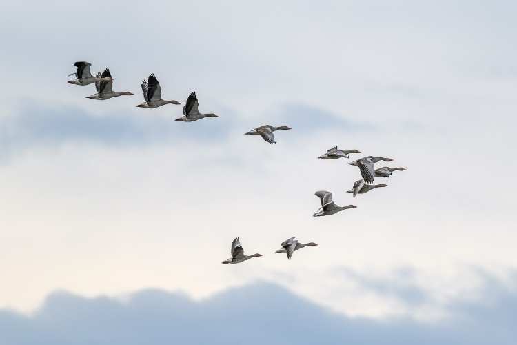 World Migratory Bird Day
