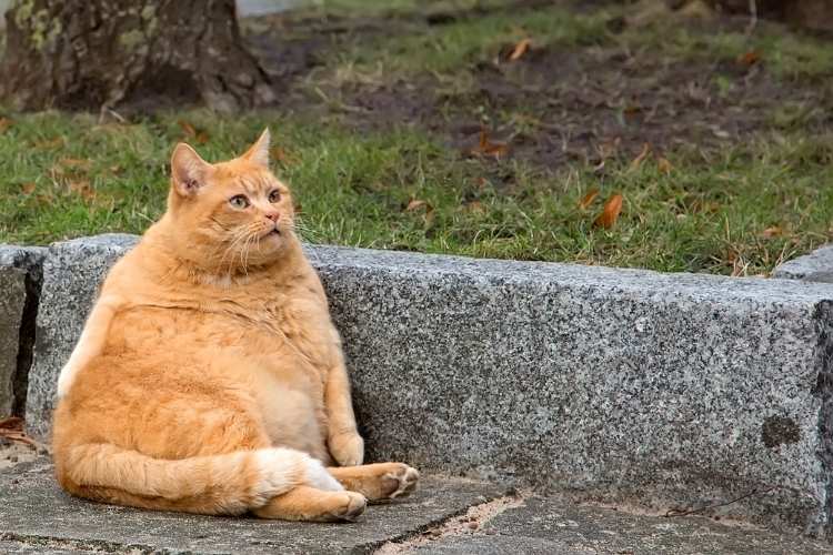 Pet Obesity Awareness Day
