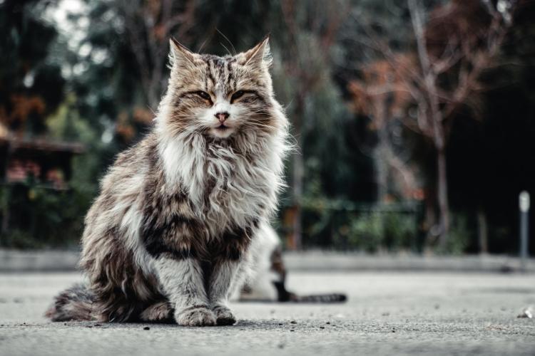 Maine Coon Cat Day