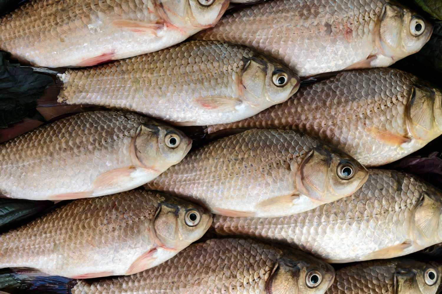 World Fisheries Day