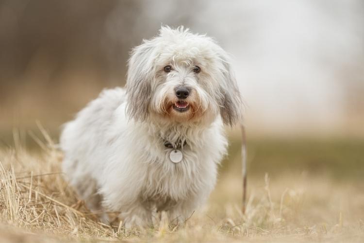 Coton de Tulear Dog Day