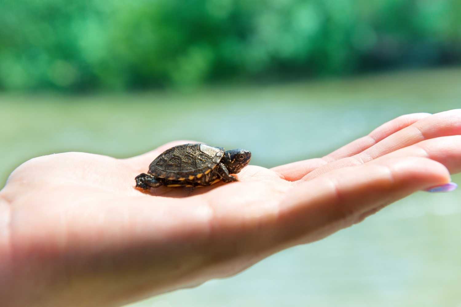 Turtle Adoption Day