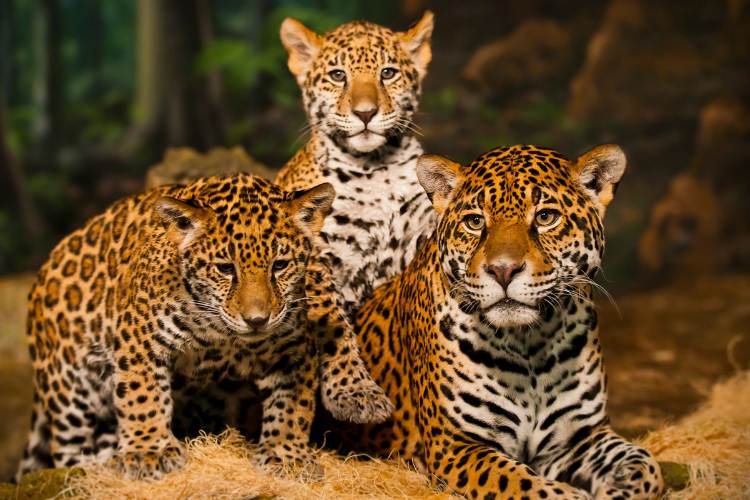 Jaguar Day (International)