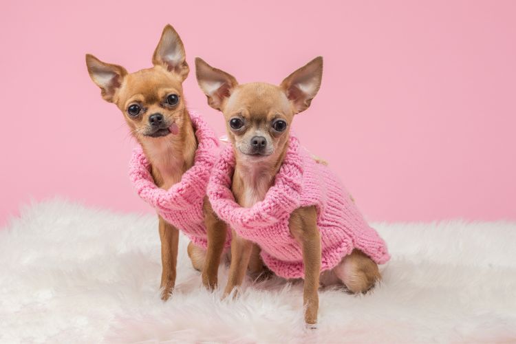 Twin With Your Dog Day