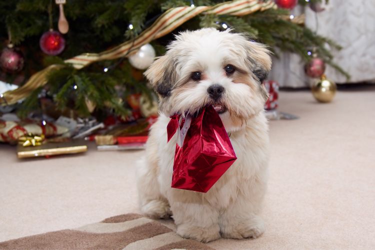 Buy a Gift for Your Pet Day