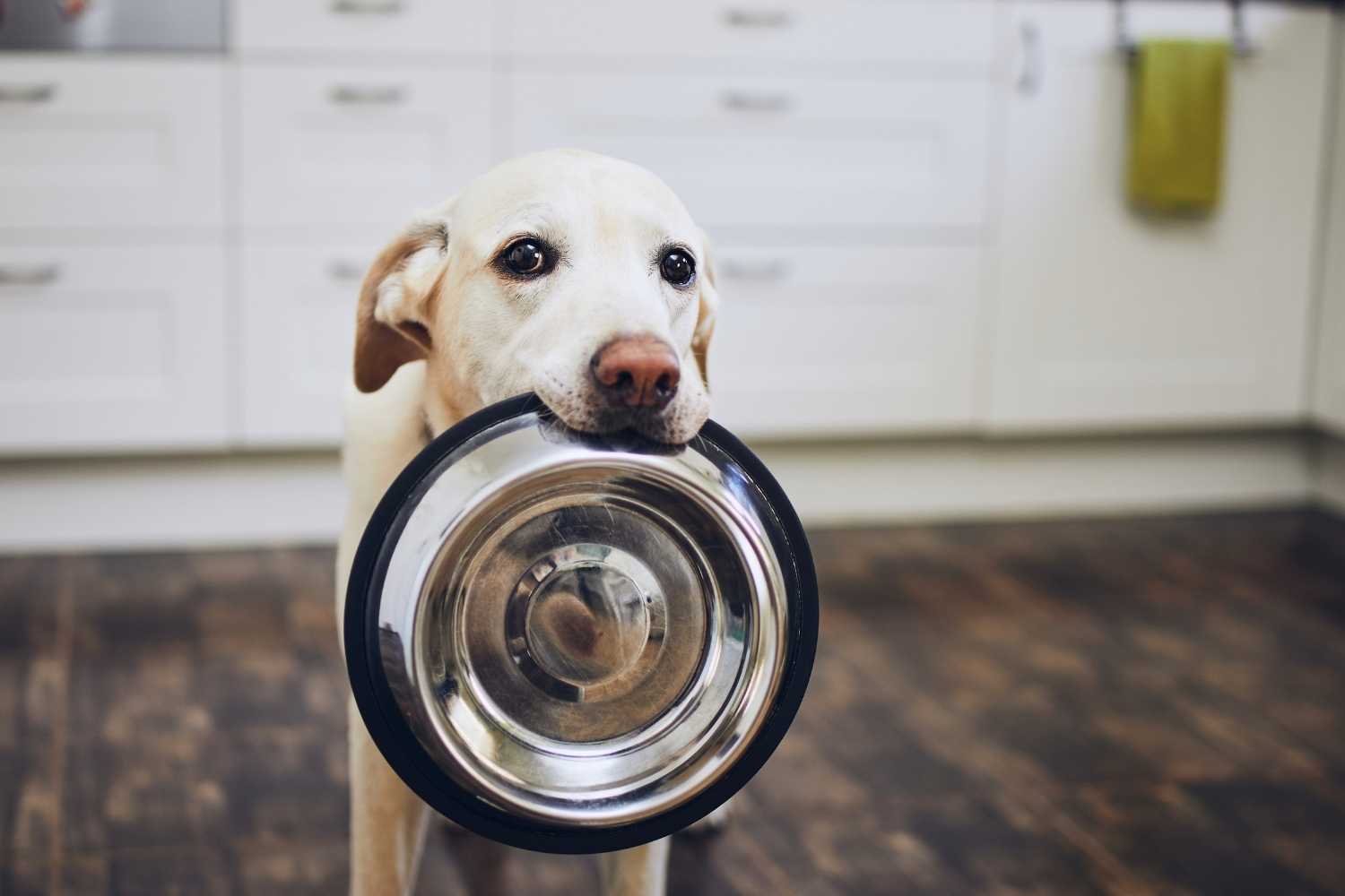Holiday Food Drive for Needy Animals Day