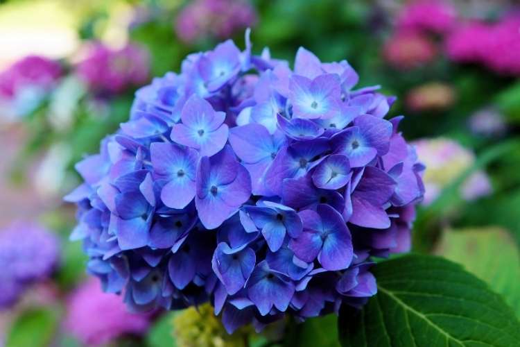 Hydrangea Flower Day