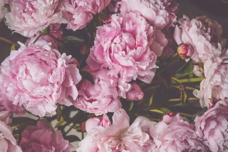 Peony Flower Day