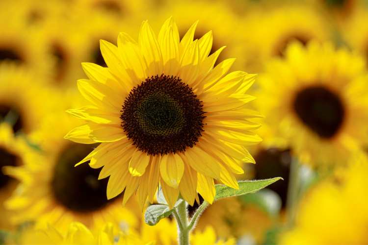 Sunflower Day