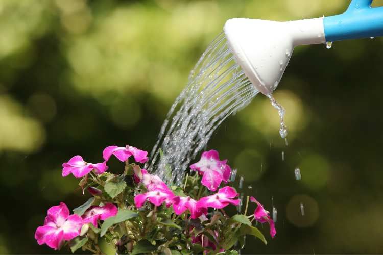 Water a Flower Day