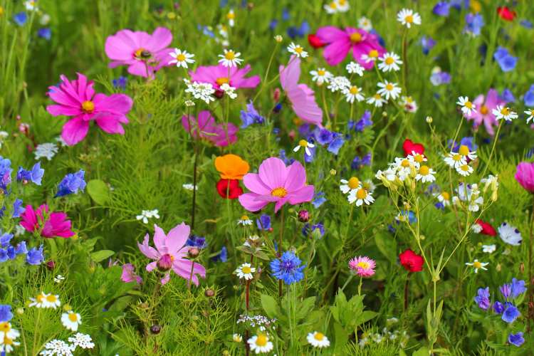 Wildflower Week