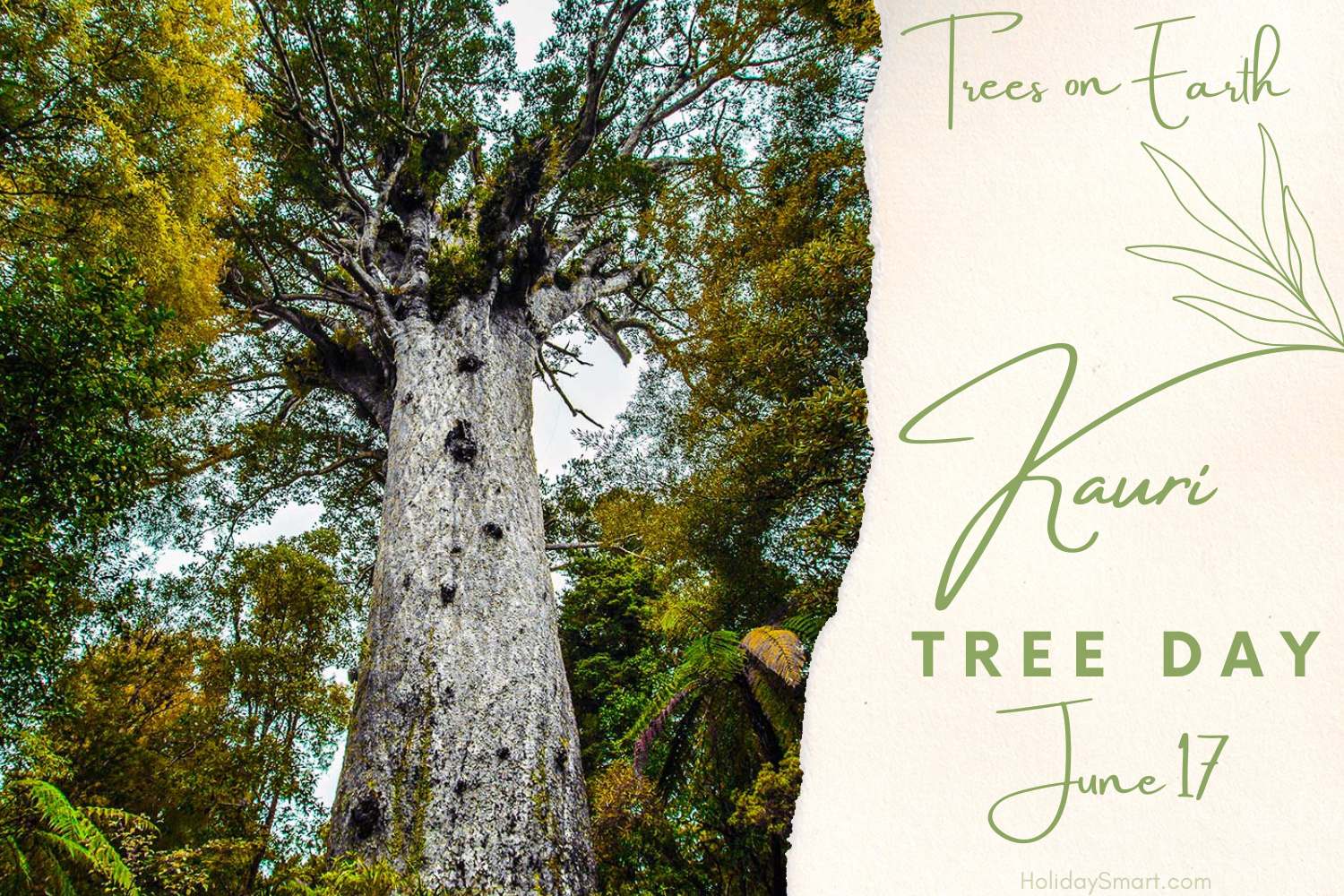 Kauri Tree Day