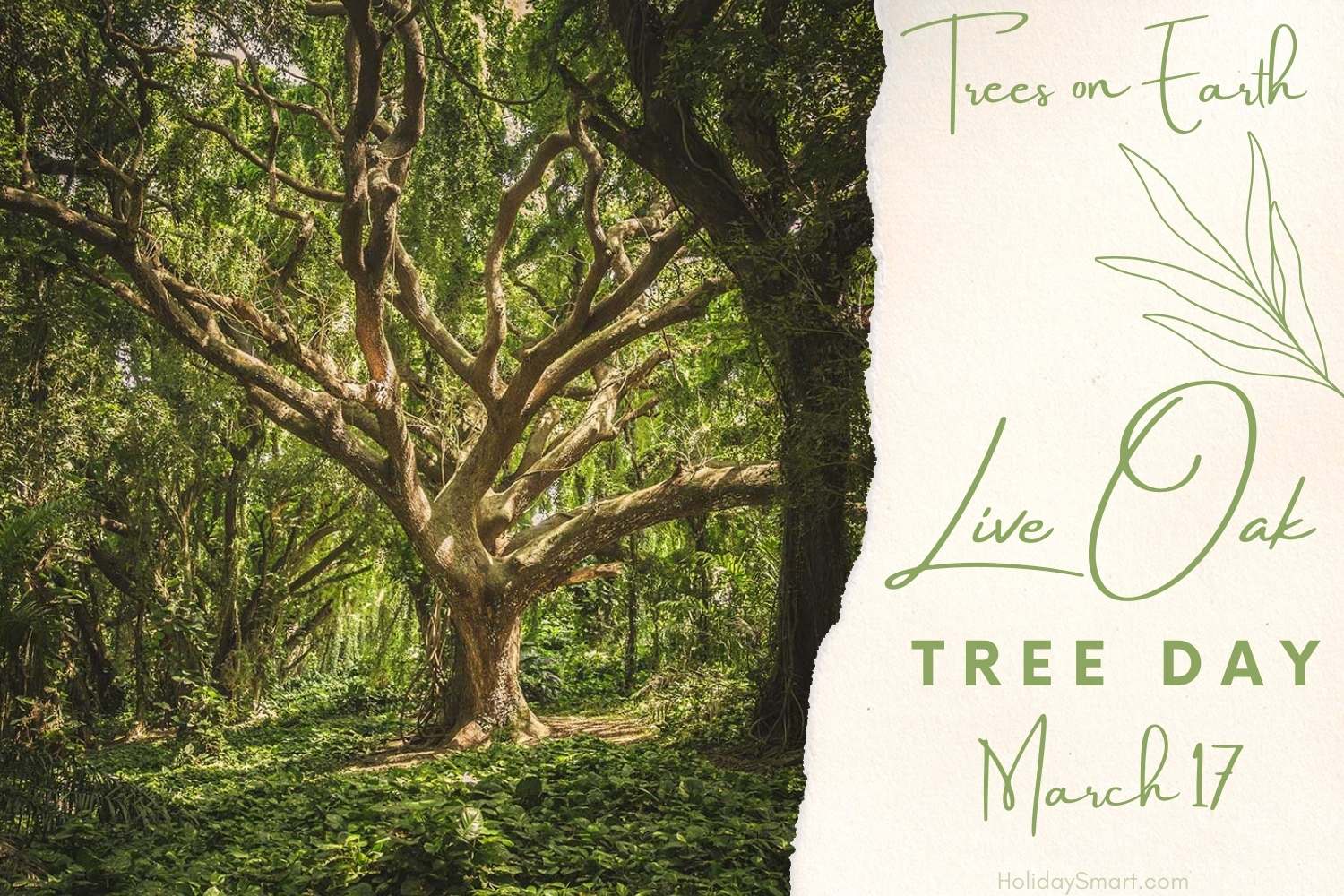 Oak Tree Day