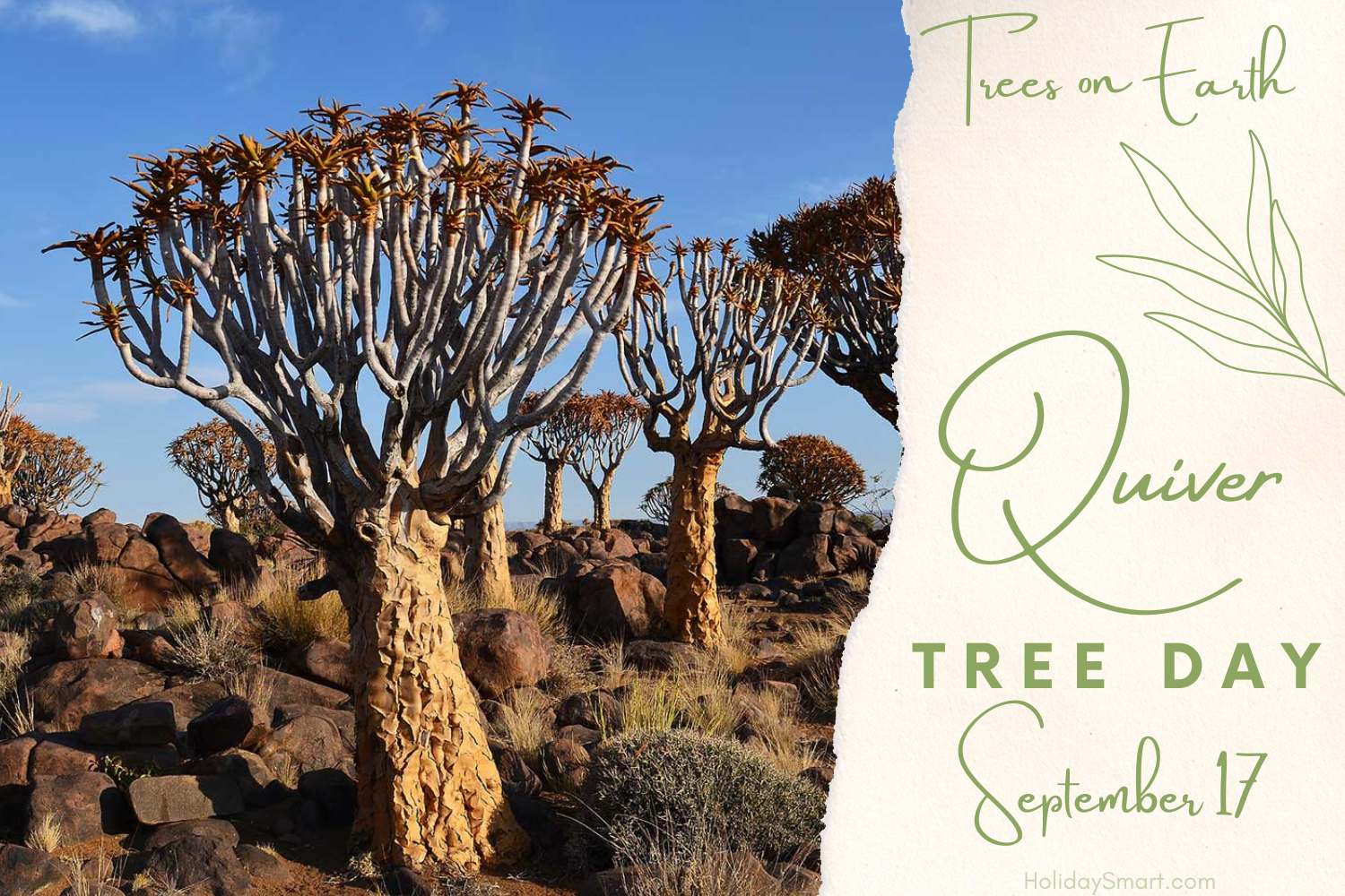 Quiver Tree Day