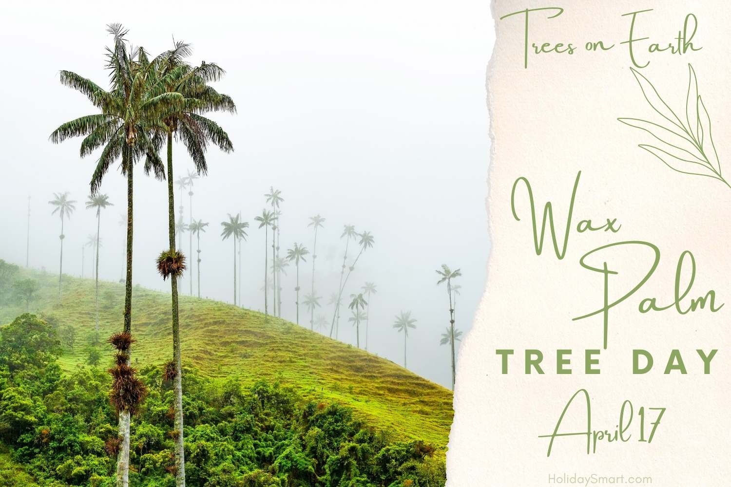 Wax Palm Tree Day