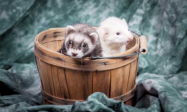 Ferret Day