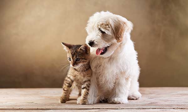 Pet Day