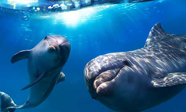 Dolphin Day