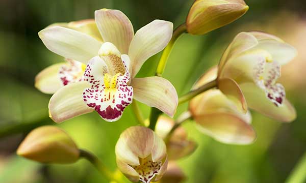 Orchid Day