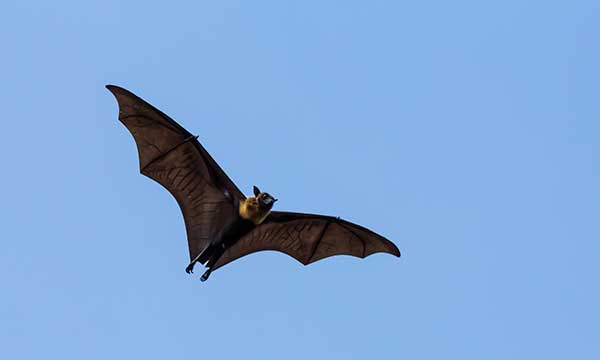 Bat Appreciation Day