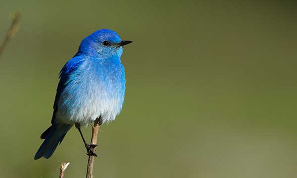 Audubon Day