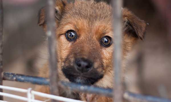 Adopt a Shelter Pet Day
