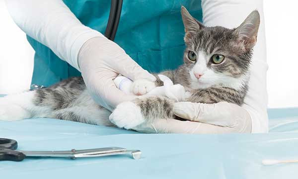 Cat at the vet