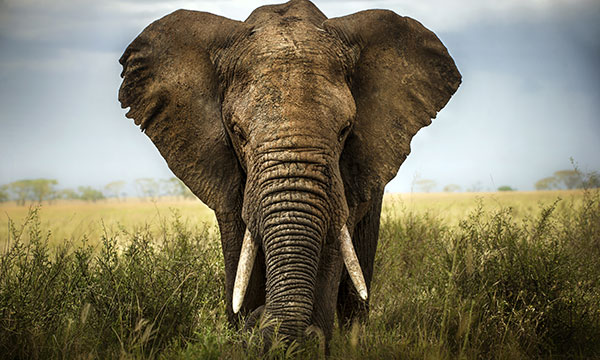 elephant
