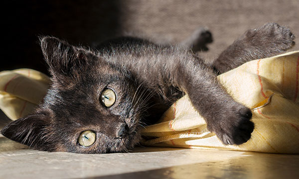 black cat appreciation day