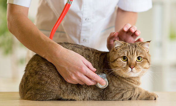 cat at the vet