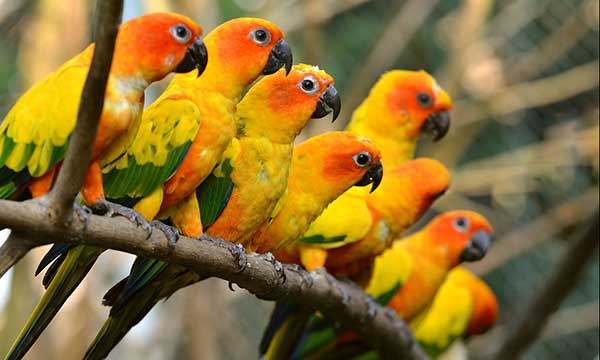 Bird Day
